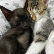 in春日井市☆全部で子猫が60匹～2会場で子猫の大祭！☆2023年11月4日（土）～ 非営利団体「ちーむ にゃいんず」