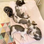 in豊明市☆全部で子猫が60匹～2会場で子猫の大祭！☆2023年10月7日（土）～ 非営利団体「ちーむ にゃいんず」