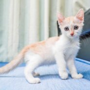 in春日井市☆全部で子猫が60匹～2会場で子猫の大祭！☆2023年10月7日（土）～ 非営利団体「ちーむ にゃいんず」