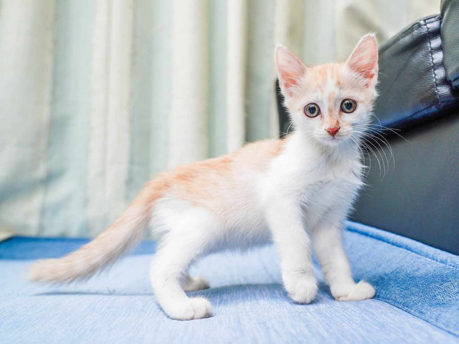 in春日井市☆全部で子猫が60匹～2会場で子猫の大祭！☆2023年10月7日（土）～ 非営利団体「ちーむ にゃいんず」