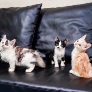 in瀬戸市☆子猫25匹～のミニ祭！☆2023年10月9日（月）～ 非営利団体「ちーむ にゃいんず」