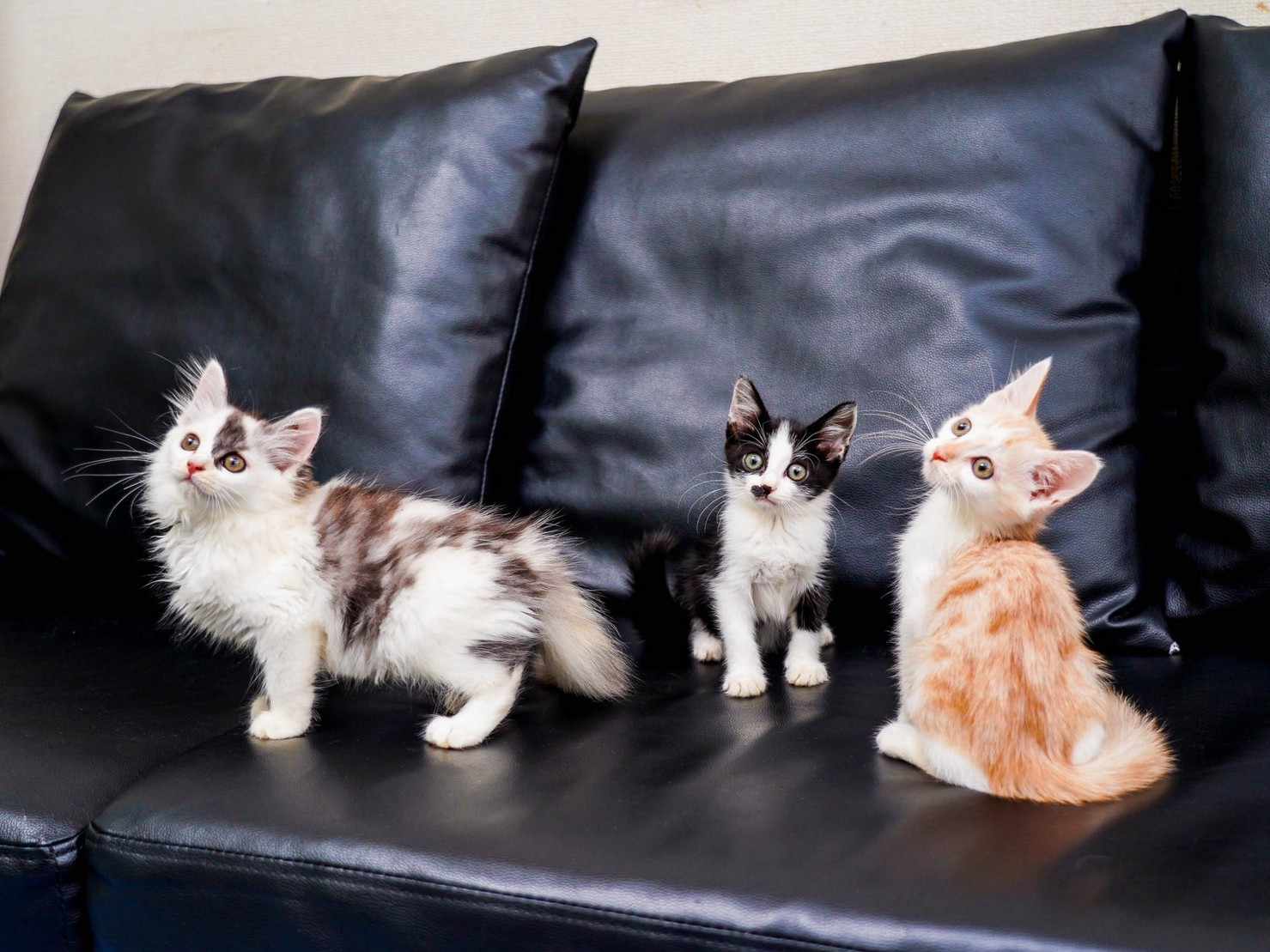 in瀬戸市☆子猫25匹～のミニ祭！☆2023年10月9日（月）～ 非営利団体「ちーむ にゃいんず」