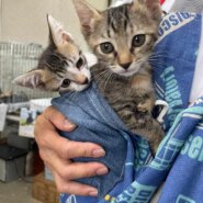 in春日井市☆全部で子猫が60匹～2会場で子猫の大祭！☆2023年10月21日（土）～ 非営利団体「ちーむ にゃいんず」