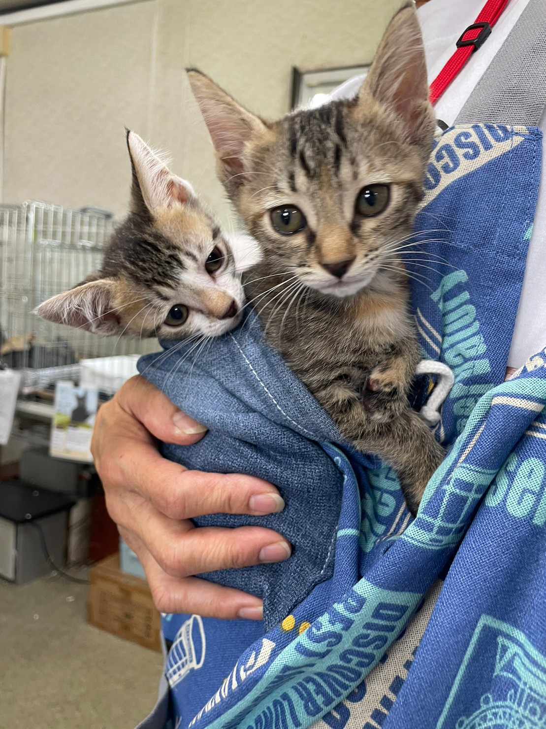 in春日井市☆全部で子猫が60匹～2会場で子猫の大祭！☆2023年10月21日（土）～ 非営利団体「ちーむ にゃいんず」