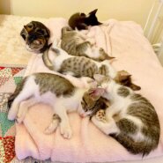 in瀬戸市☆子猫25匹～のミニ祭！☆2023年10月18日（水）～ 非営利団体「ちーむ にゃいんず」