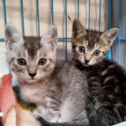 in瀬戸市☆子猫60匹～の超大祭！☆2023年10月15日（日）～ 非営利団体「ちーむ にゃいんず」