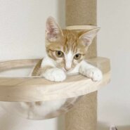 in豊明市☆全部で子猫が60匹～2会場で子猫の大祭！☆2023年10月21日（土）～ 非営利団体「ちーむ にゃいんず」