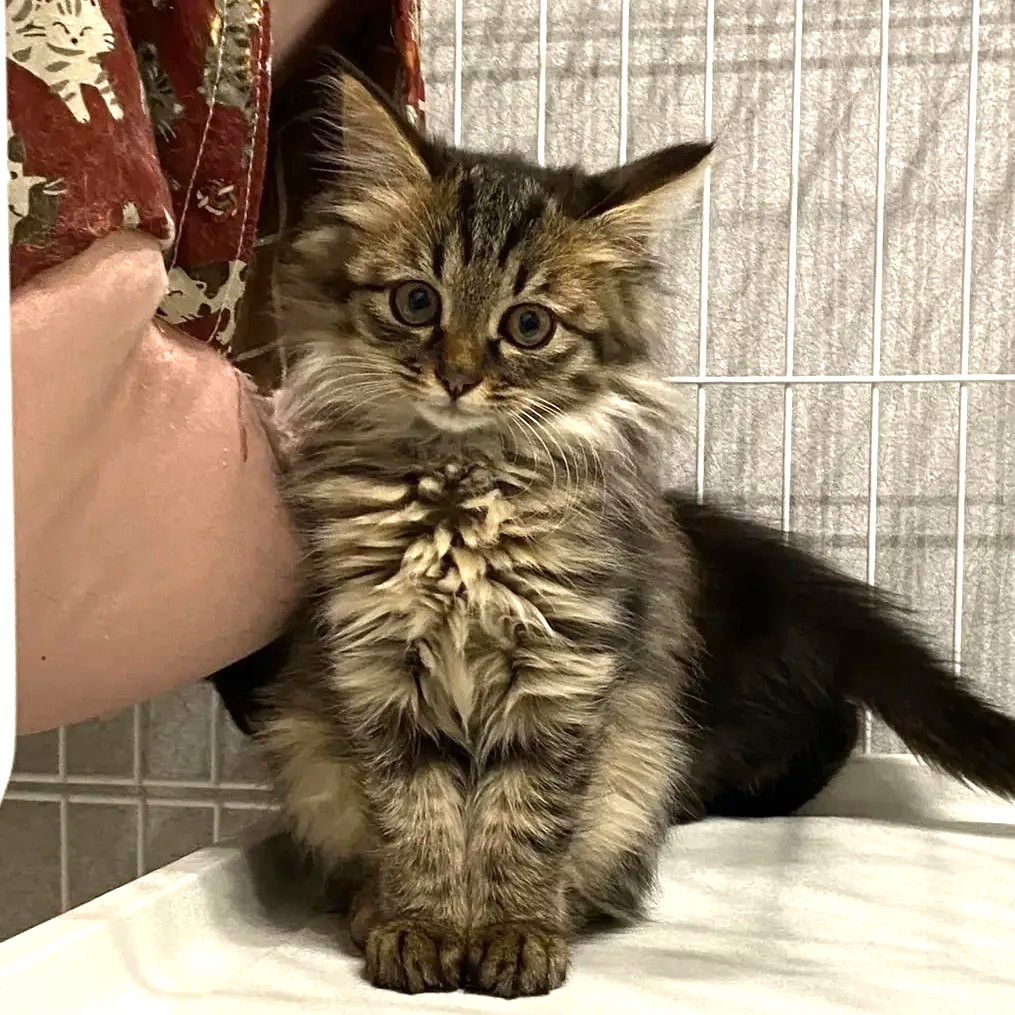 in瀬戸市☆子猫50匹～の超大祭！☆2023年10月29日（日）～ 非営利団体「ちーむ にゃいんず」