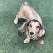 とっても可愛いカニンヘンダックスの女の子