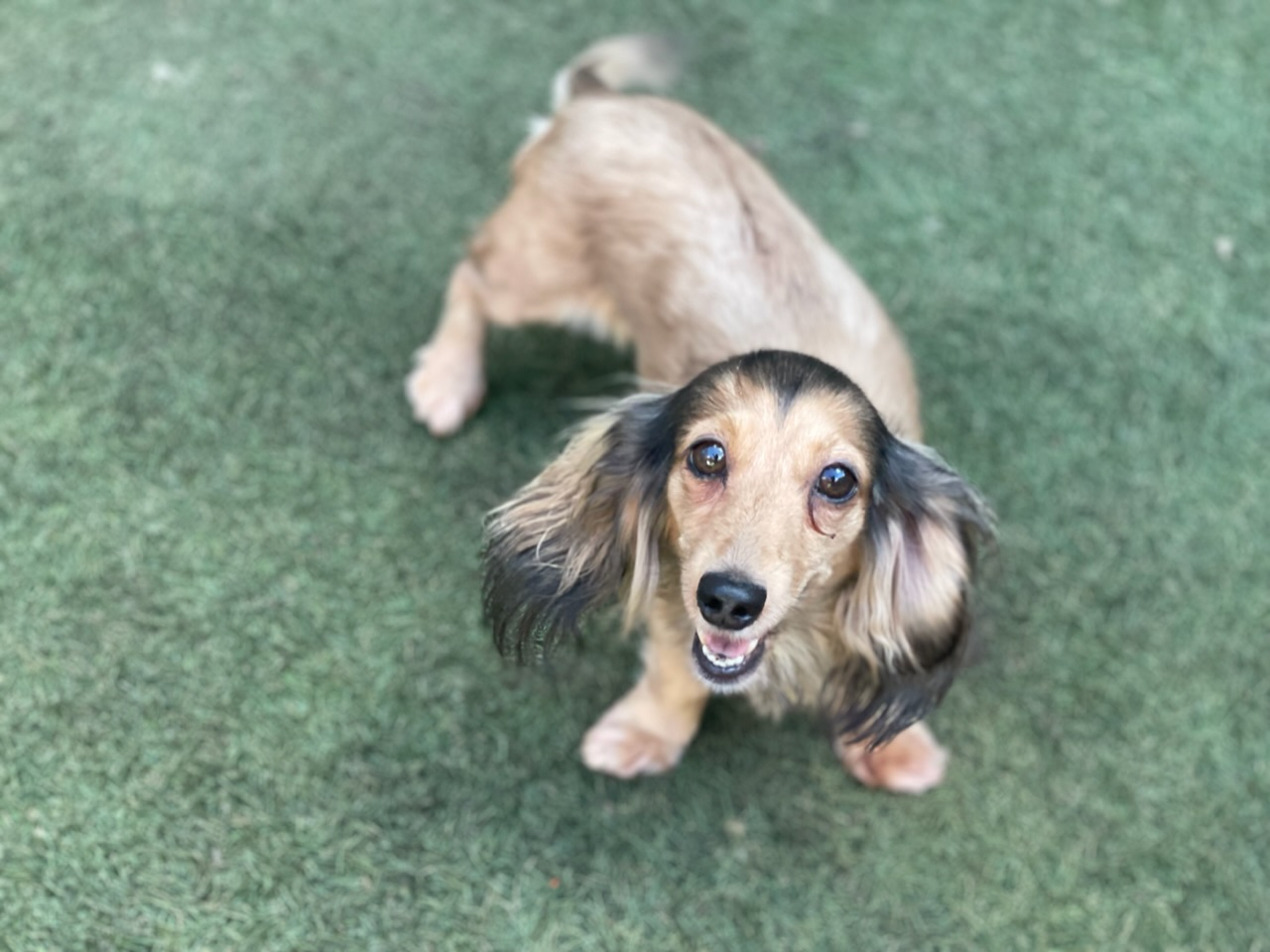 とっても可愛いカニンヘンダックスの女の子