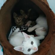 【トライアル決定】もうすぐ生後2ヶ月の白猫女の子1匹の里親募集！