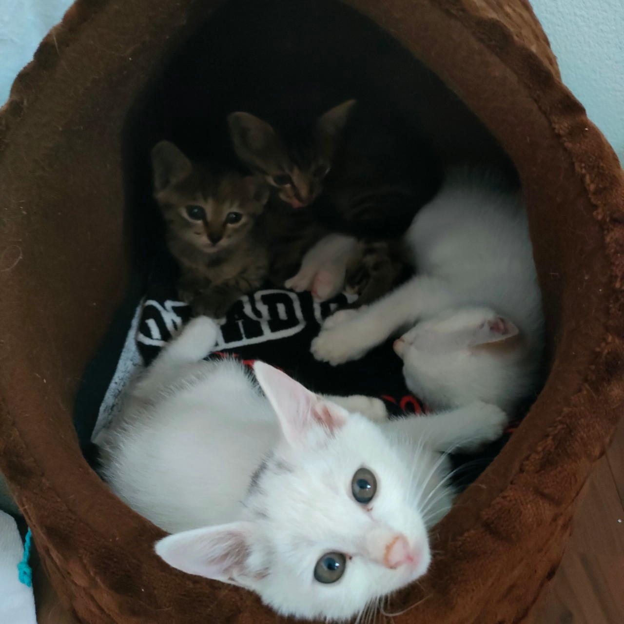 【トライアル決定】もうすぐ生後2ヶ月の白猫女の子1匹の里親募集！