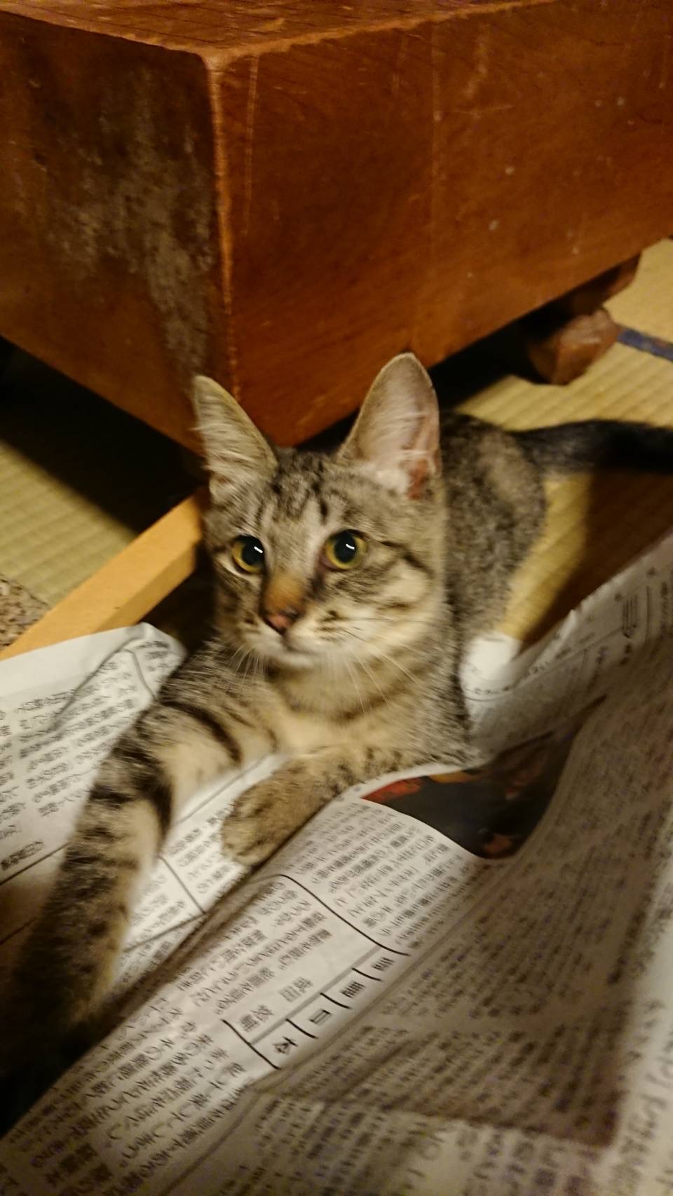 可愛い子猫ちゃんの里親募集