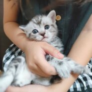 スコティッシュ赤ちゃんまんまる可愛い☆マカロニ