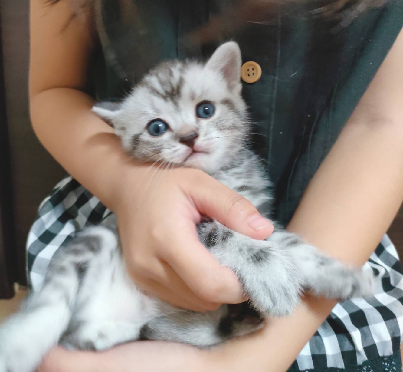 スコティッシュ赤ちゃんまんまる可愛い☆マカロニ