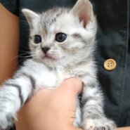 スコティッシュ赤ちゃんまんまる可愛い☆ペンネ