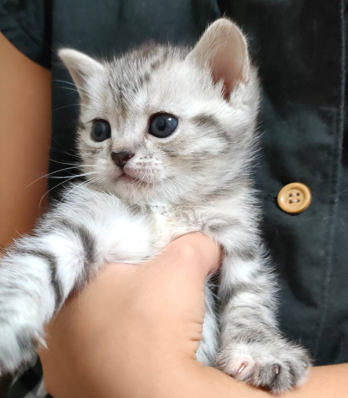 スコティッシュ赤ちゃんまんまる可愛い☆ペンネ