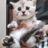 スコティッシュ赤ちゃんまんまる可愛い☆ラザニア