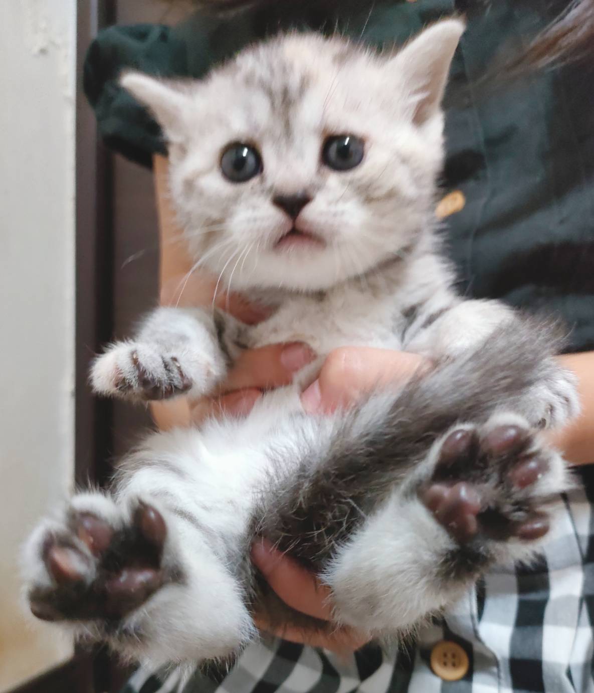 スコティッシュ赤ちゃんまんまる可愛い☆ラザニア