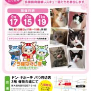 保護猫の譲渡会