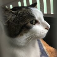 生後6ヶ月の子猫（オス）