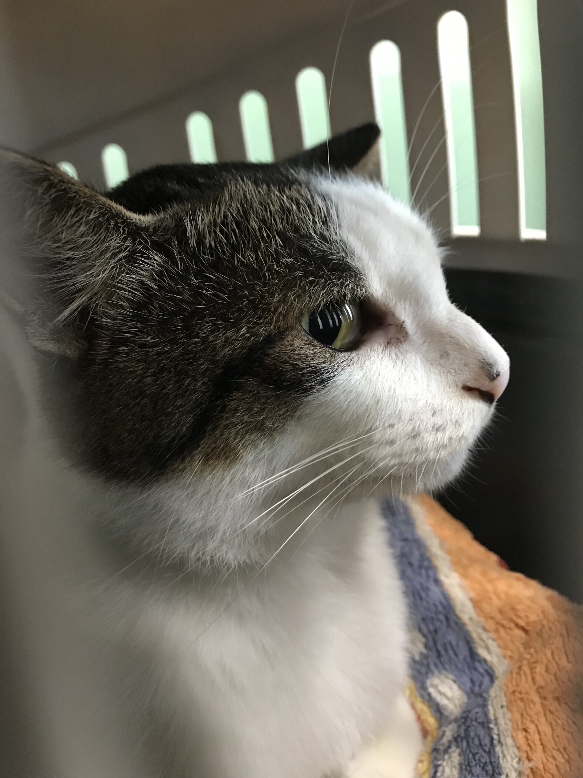 生後6ヶ月の子猫（オス）