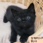 元気いっぱいの男の子