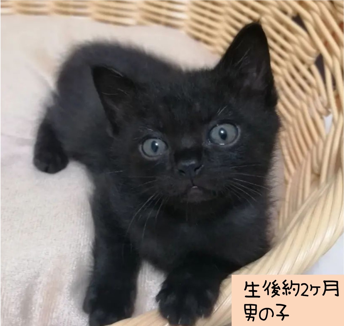 元気いっぱいの男の子