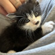 可愛い兄弟の子猫ちゃん