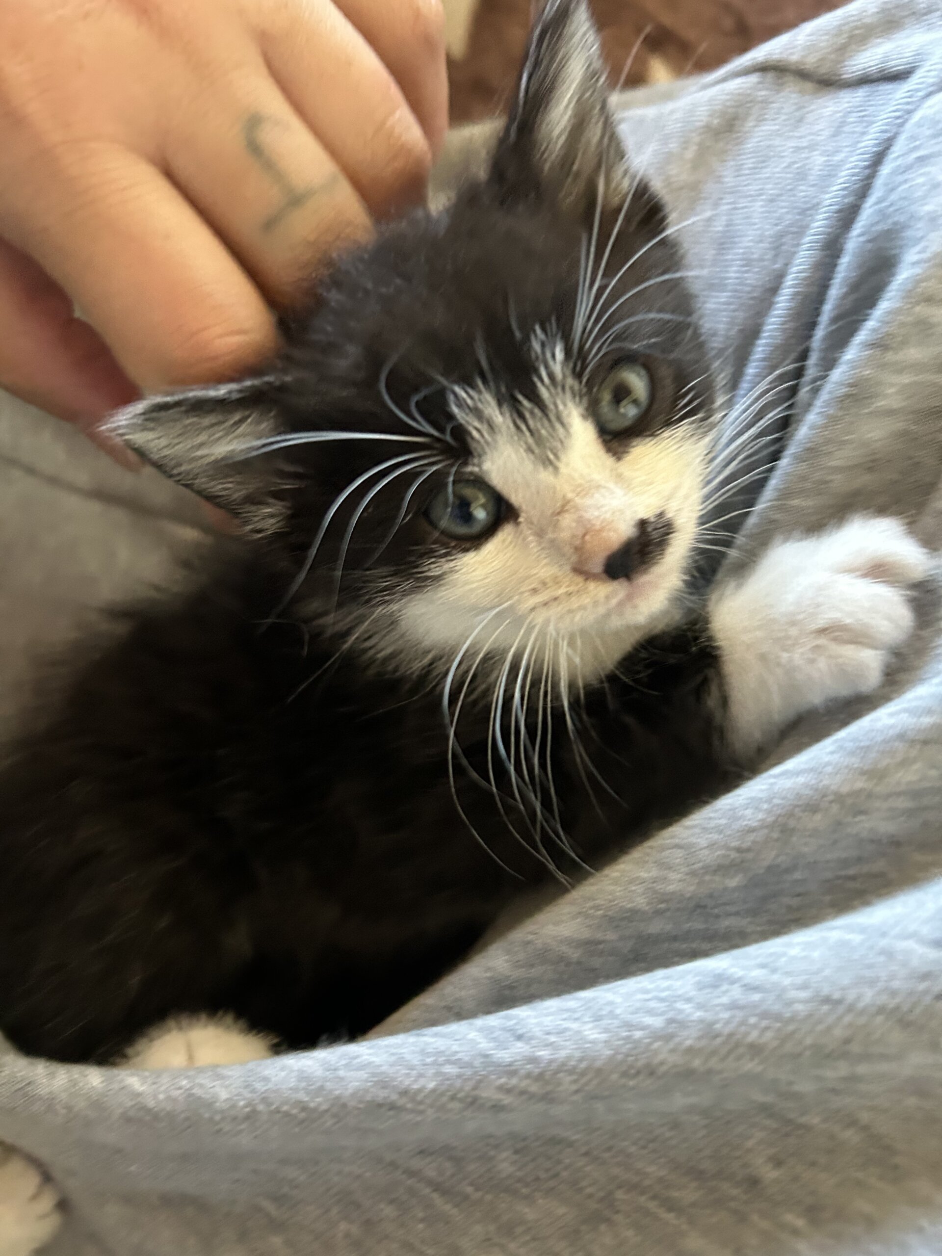 可愛い兄弟の子猫ちゃん