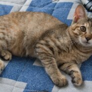 茶色いキジトラの美猫4か月女の子