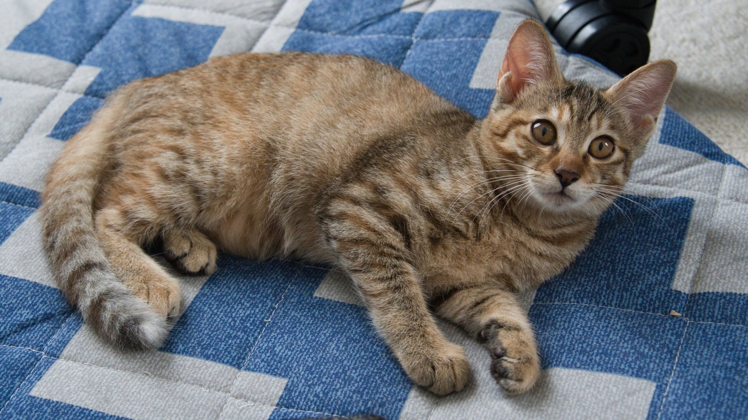 茶色いキジトラの美猫4か月女の子