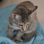 活発なキジトラ4か月女の子