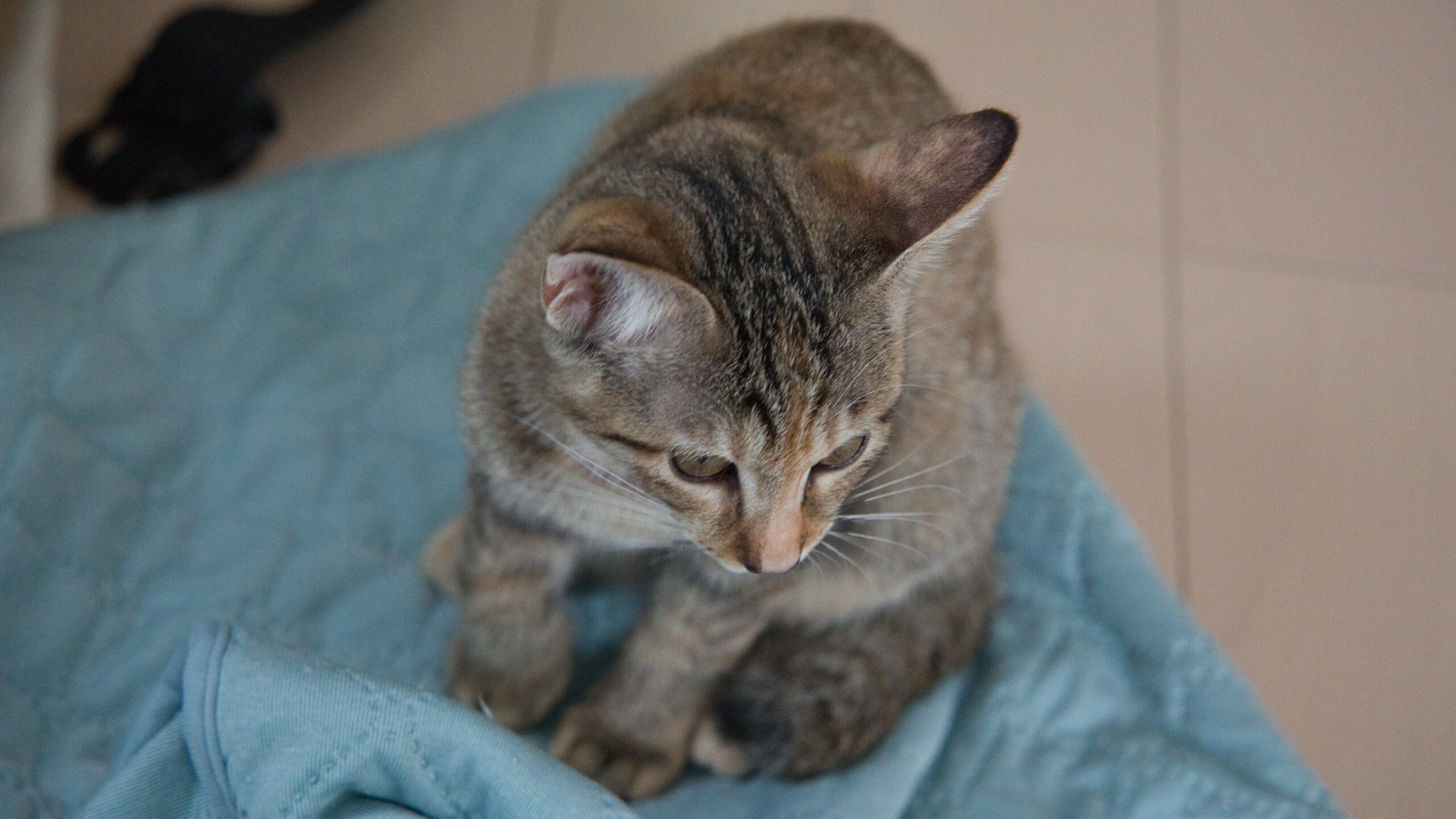 活発なキジトラ4か月女の子