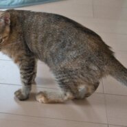 キジトラの美猫4か月女の子