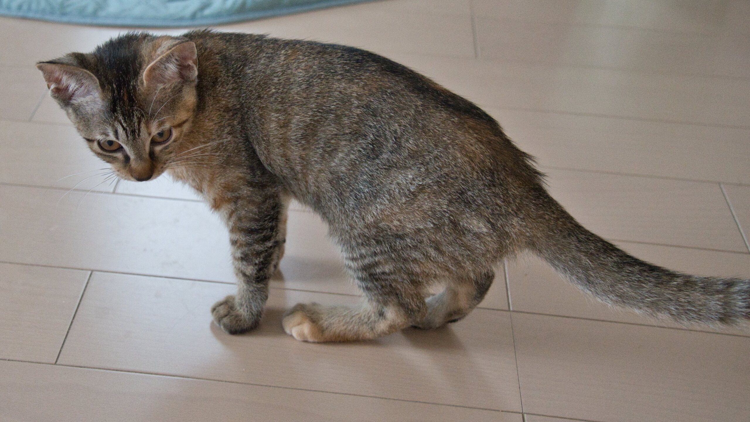 キジトラの美猫4か月女の子