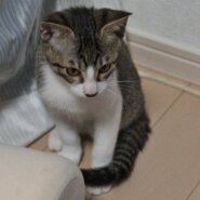 人懐っこいサバトラ4か月男の子