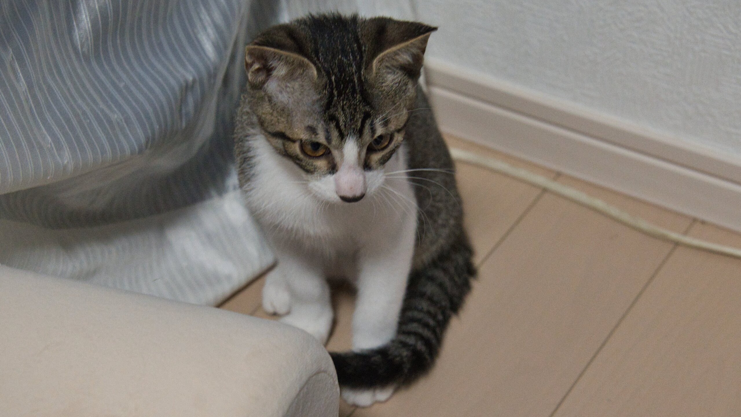 人懐っこいサバトラ4か月男の子