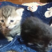 ふわふわ子猫２匹♀
