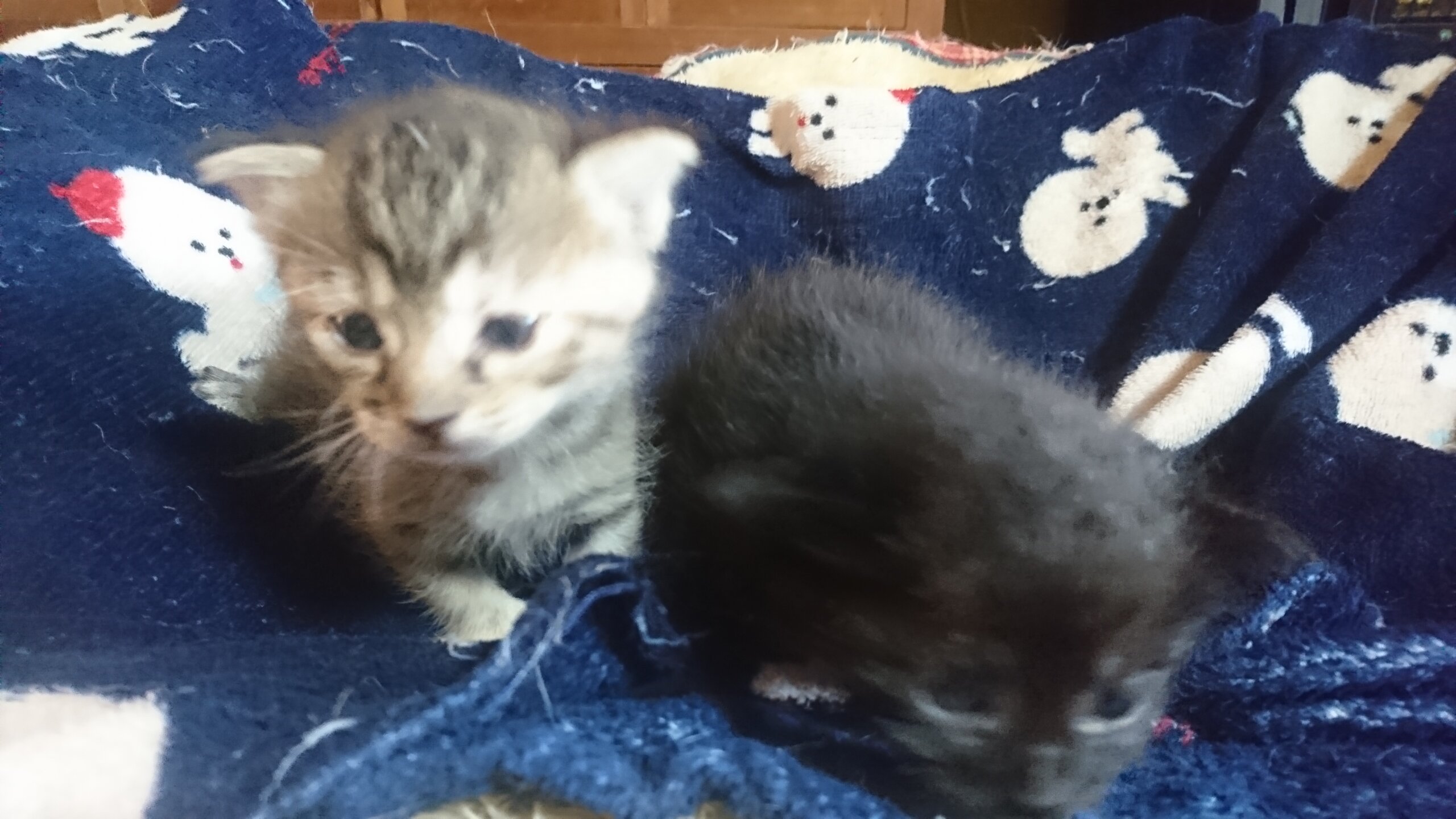 ふわふわ子猫２匹♀