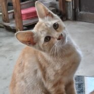 先月3ヶ月前後の子猫(男の子)