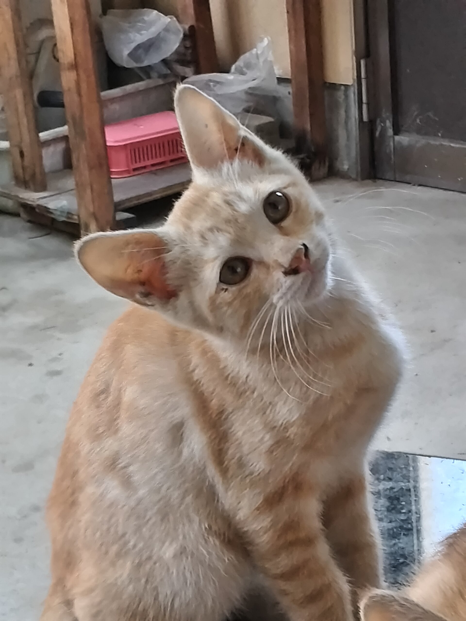 先月3ヶ月前後の子猫(男の子)