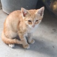 生後3ヶ月前後の子猫(男の子)