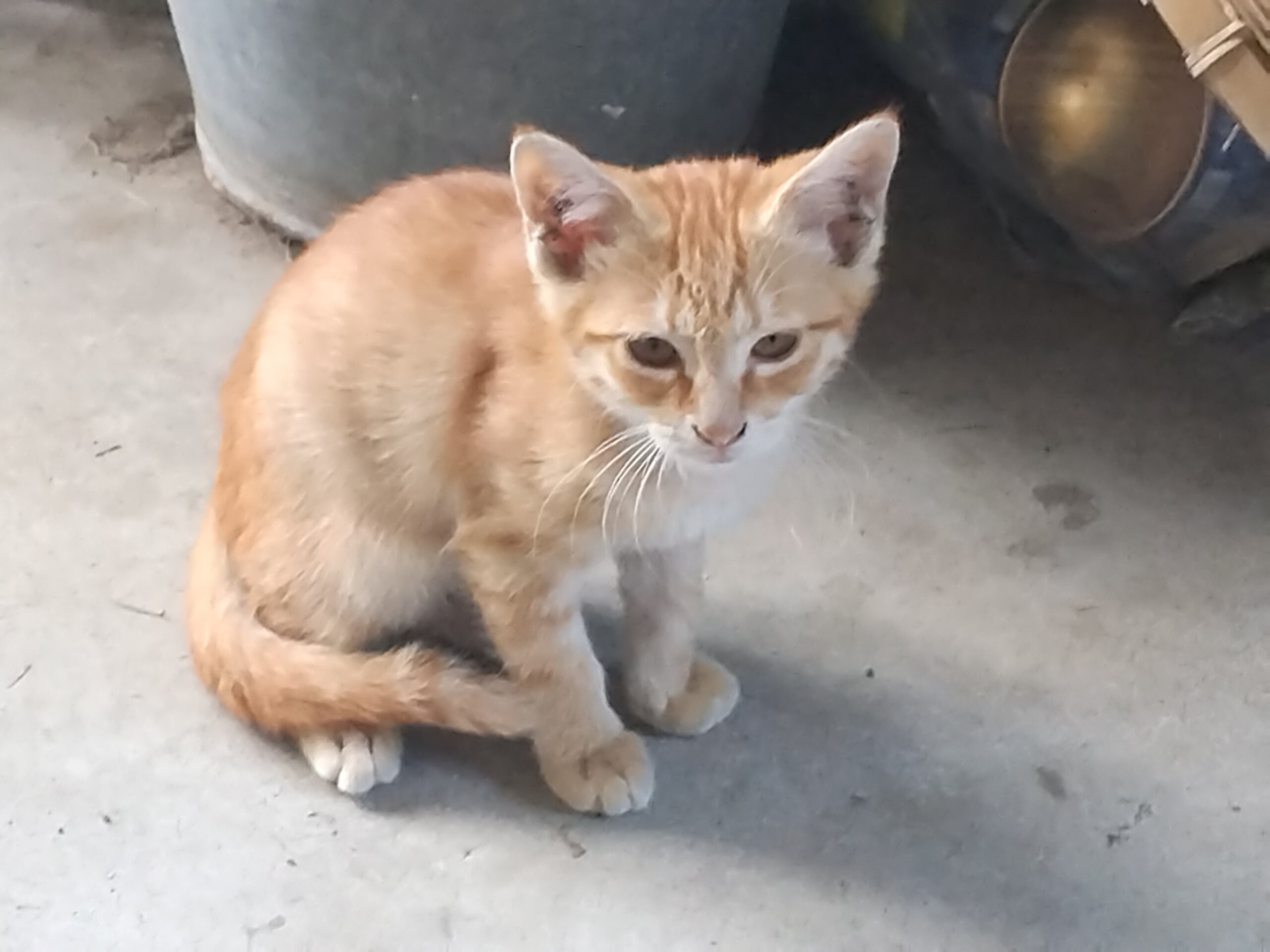 生後3ヶ月前後の子猫(男の子)