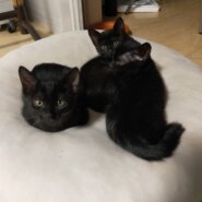 生後３ヶ月の仔猫達（男の子、女の子）