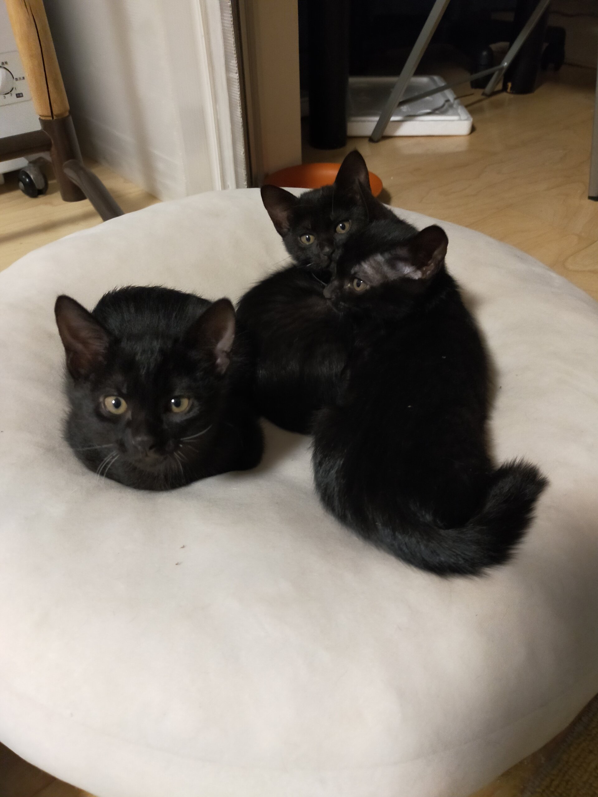 生後３ヶ月の仔猫達（男の子、女の子）