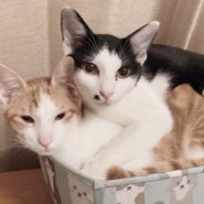 ☆兄弟のように仲良し～ハチワレ＆茶白ねこの男の子をもらってください☆