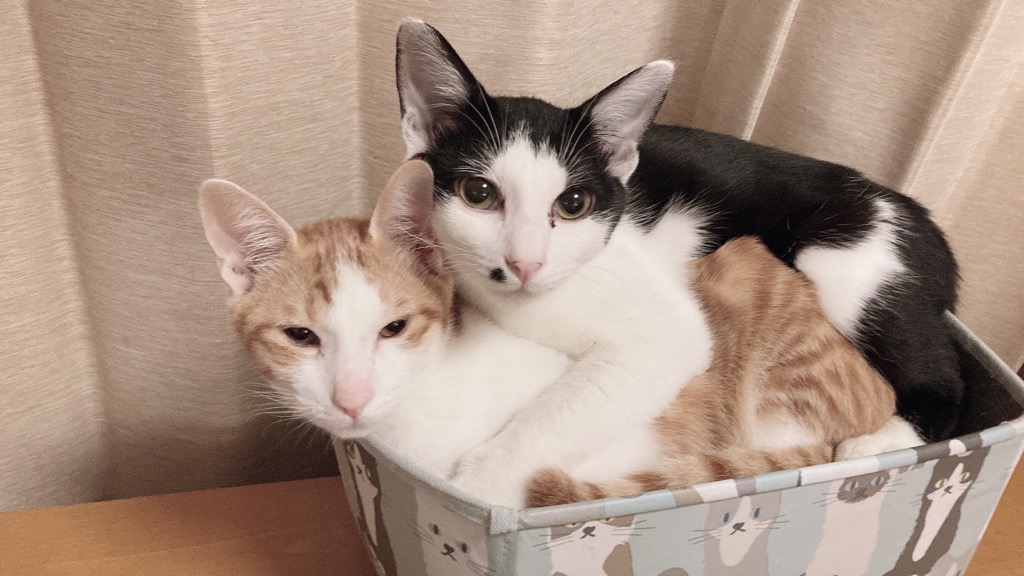 ☆兄弟のように仲良し～ハチワレ＆茶白ねこの男の子をもらってください☆