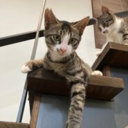 甘えん坊な男の子