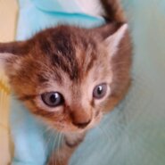 2ヶ月弱決まりそうです。